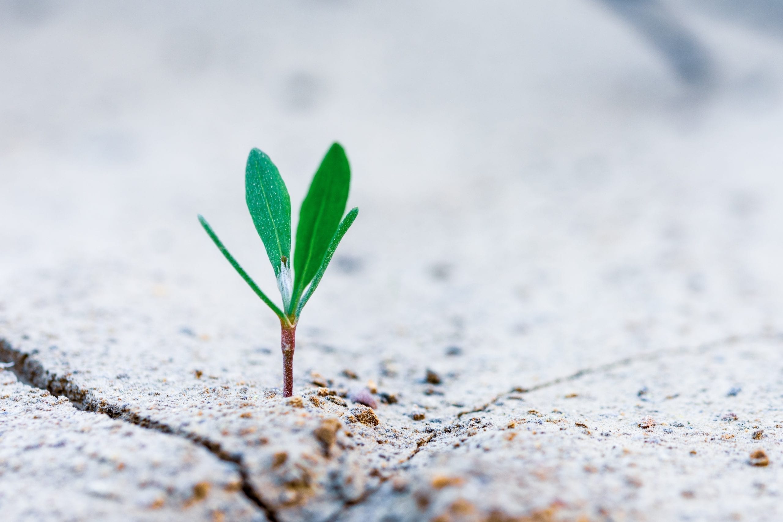 little green plant growing